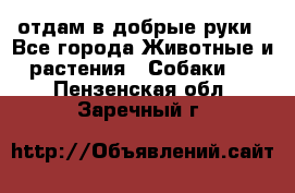 отдам в добрые руки - Все города Животные и растения » Собаки   . Пензенская обл.,Заречный г.